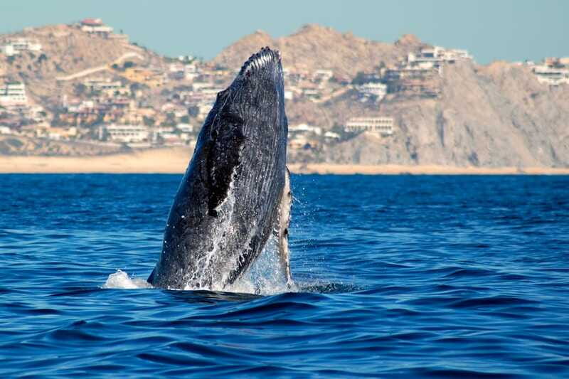 Cabo San Lucas: Whale Watching Catamaran Experience - The Main Event: Whale Watching in the Pacific (Blue, Gray, and Humpback)