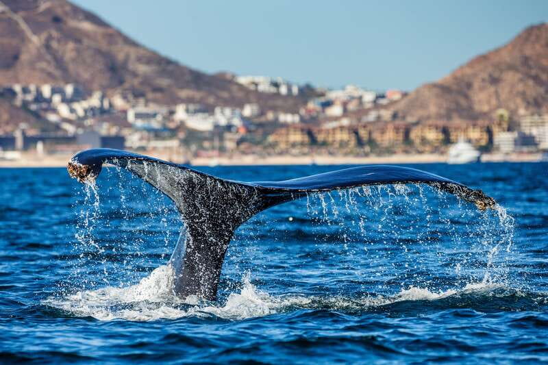 Cabo San Lucas: Whale Watching Catamaran Experience - Food and Drinks Onboard: Easy, Included, and Good for the Vibe