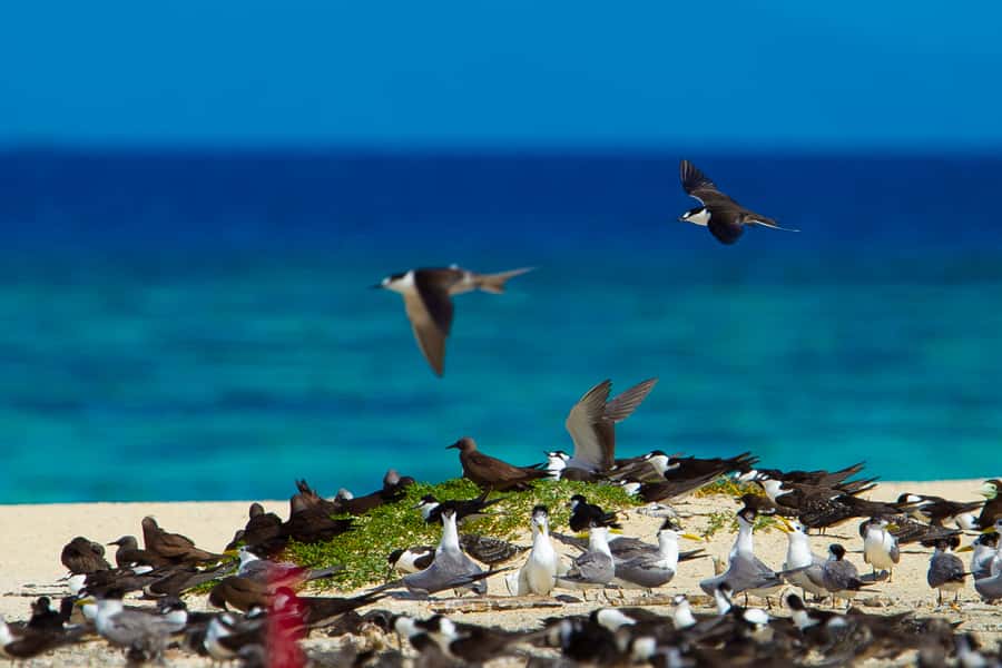 Cairns: Ocean Spirit Great Barrier Reef Full Day Tour - Four Hours Ashore: Birds, Fish Feeding, and Turtle Time