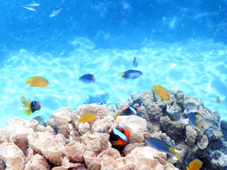 Cairns: Ocean Spirit Great Barrier Reef Full Day Tour - Marine Biologist Talks and Your Choice of Water Time