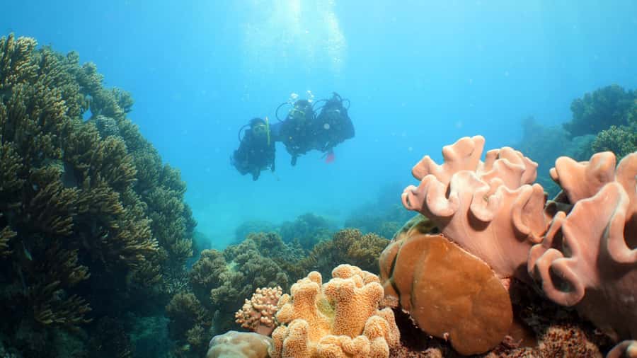 Cairns: Ocean Spirit Great Barrier Reef Full Day Tour - Should You Book the Cairns Ocean Spirit Great Barrier Reef Full Day Tour?