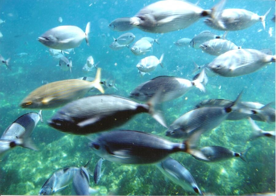 Cap Norfeu: Costa Brava Catamaran Trip with Underwater Views - From Roses to Cap Norfeu: What This 2–2.5 Hour Cruise Really Gives You