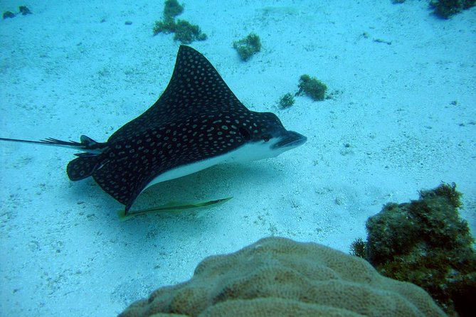 Catalina Island - Snorkeling tour on a luxury catamaran - Price and value: why $129 can make sense here
