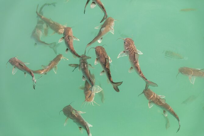Catamaran Adventure: Sailing and Swimming in the Bacalar Lagoon - Who should book this catamaran adventure, and who might want to rethink it