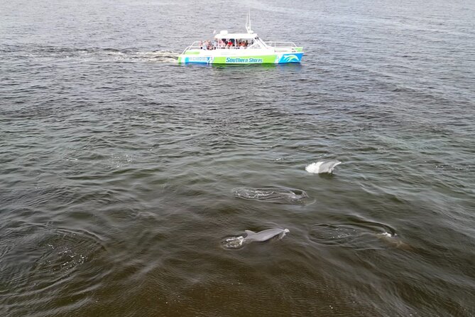 Catamaran Dolphin Cruise in Myrtle Beach with Barrier Island Stop - Realistic Dolphin Expectations: How the Spotting Game Works