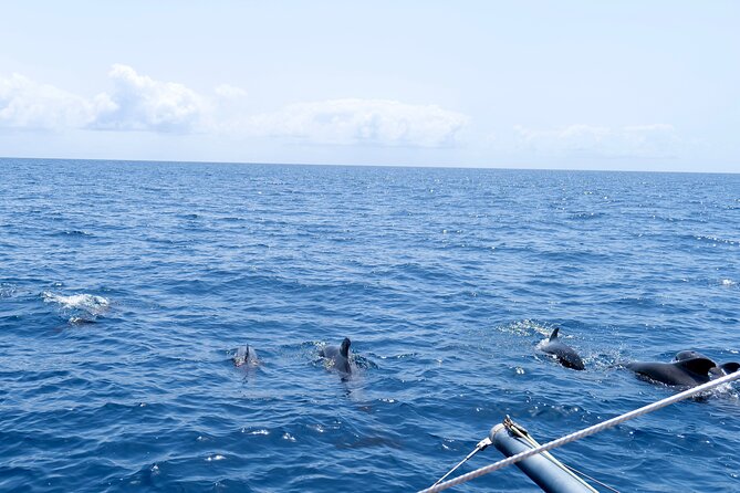 Catamaran Half Day - Beautiful day on the Atlantic Ocean - Price check: is $68.36 worth it in Sal?