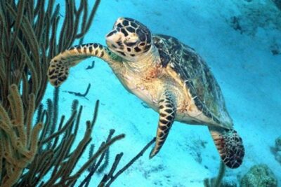 Catamaran Snorkel & BBQ Sail (cruise friendly) - Guided Snorkeling in Bonaire Marine Park: What You’re Paying For