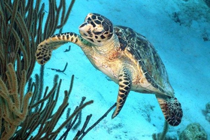 Catamaran Snorkel & BBQ Sail (cruise friendly) - Guided Snorkeling in Bonaire Marine Park: What You’re Paying For
