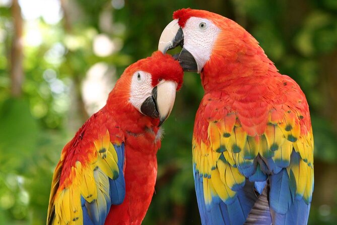 CATAMARAN to Isla Mujeres, Snorkel & Beach Club by Xcaret - Key things to know before you go