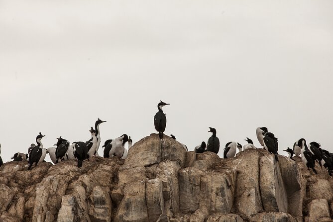 Catamaran Tour through the Beagle Channel and Penguins in Isla Martillo - Isla de los Lobos: Sea Lions You Can Spot Fast
