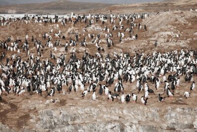Catamaran Tour through the Beagle Channel and Penguins in Isla Martillo - Faro Les Eclaireurs: The Lighthouse Photo—and a Shipwreck Story That Adds Weight
