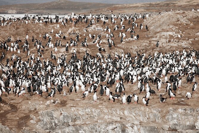 Catamaran Tour through the Beagle Channel and Penguins in Isla Martillo - Faro Les Eclaireurs: The Lighthouse Photo—and a Shipwreck Story That Adds Weight