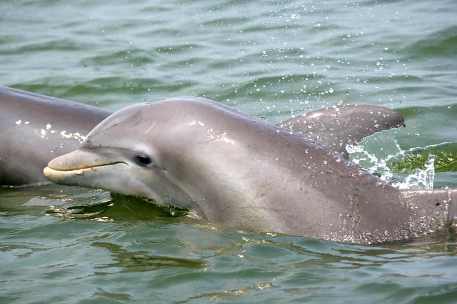 Charleston: Schooner Sailing Harbor Tour & Dolphin Watch - Meeting Schooner Pride at Aquarium Wharf (and finding it fast)