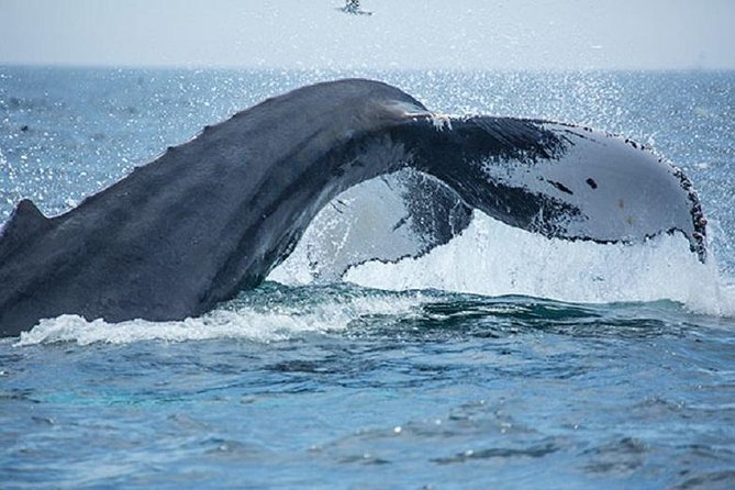 City Cruises Boston Whale Watching Cruise by High-Speed Boat - Inside Cabin vs. Outside Deck: Comfort Strategy for 3.5 Hours