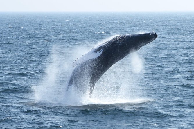 City Cruises Boston Whale Watching Cruise by High-Speed Boat - Stellwagen Bank: What the Search Area Is Doing for You