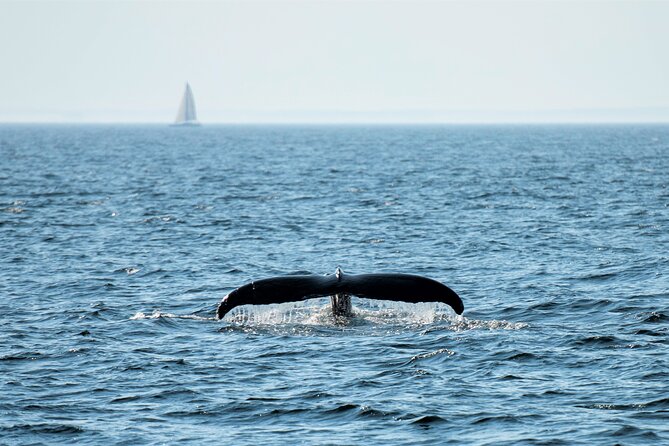 City Cruises Boston Whale Watching Cruise by High-Speed Boat - On-Board Food, Drinks, and the Small Comforts That Matter