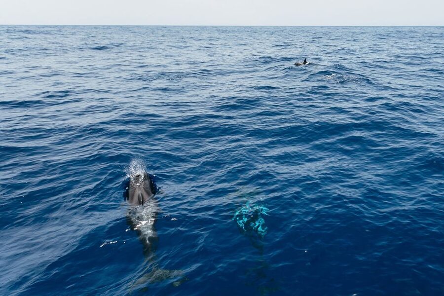Costa Adeje: Whale Watching Catamaran Tour with Drinks - Setting Sail From Puerto Colón: Southwest Tenerife’s Whale Zone
