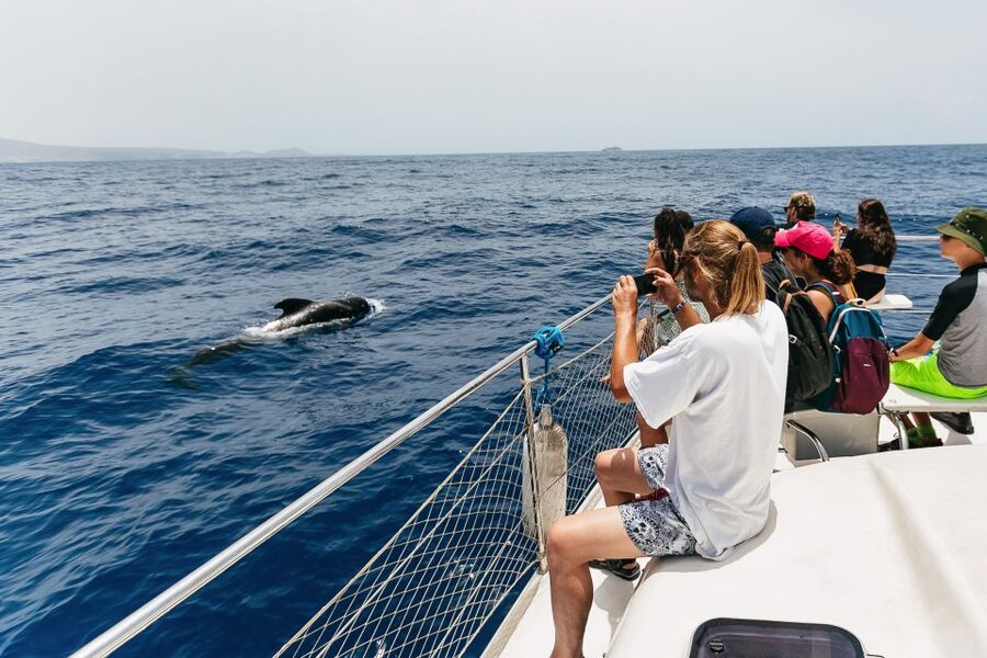Costa Adeje: Whale Watching Catamaran Tour with Drinks - How the Boat Hunt Works: Photos, Timing, and Viewing Tips That Matter