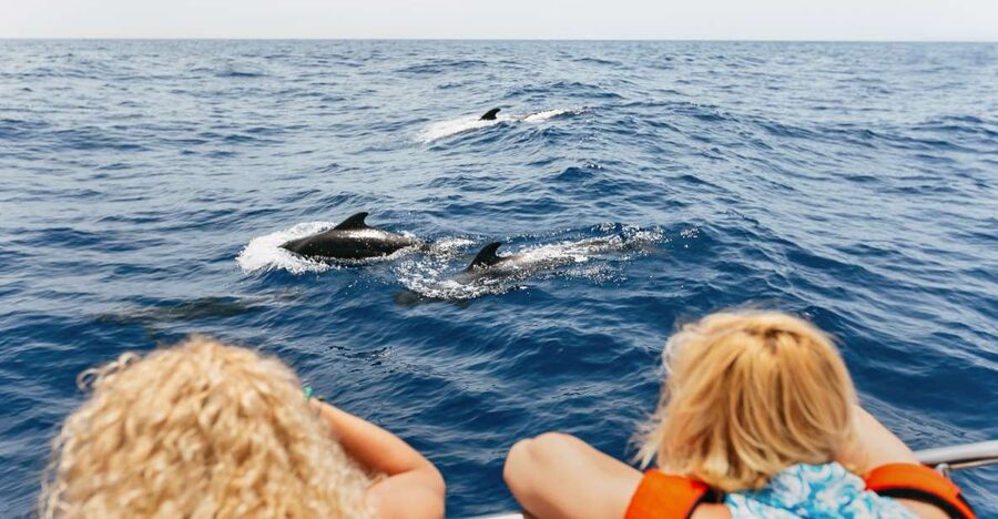 Costa Adeje: Whale Watching Catamaran Tour with Drinks - What You’ll See: Pilot Whales, Dolphins, and the Fun Bits Between