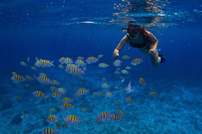 Cozumel Luxury Sailing & Snorkeling with Lunch and Open Bar Onboard - Catamaran Comfort, Snorkel Gear, and the Open-Bar Rhythm