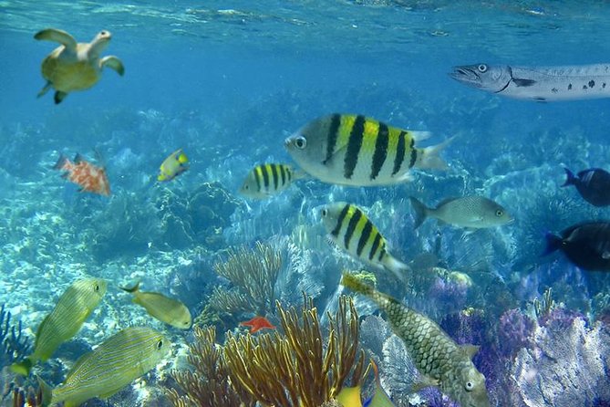Culebra Snorkeling Tour by Catamaran from Fajardo - The crew and the vibe: safety plus good energy