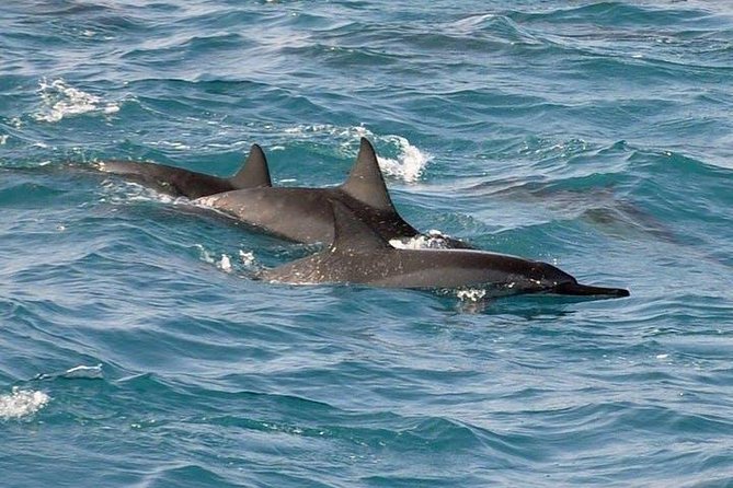 Deluxe Snorkel & Dolphin Watch Aboard a Luxury Catamaran from Kailua-Kona - What the Crew Does That Makes a Big Difference