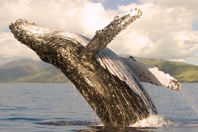Deluxe Whale Watching Sail on Maui - Key highlights to know before you go