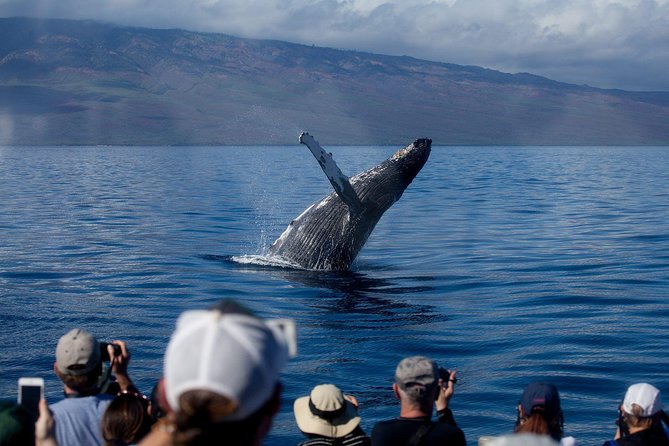 Deluxe Whale Watching Sail on Maui - Ocean Spirit and the departure rhythm near Maalaea