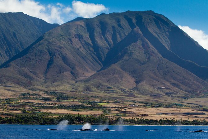 Deluxe Whale Watching Sail on Maui - The underwater hydrophone: why it makes this tour feel different