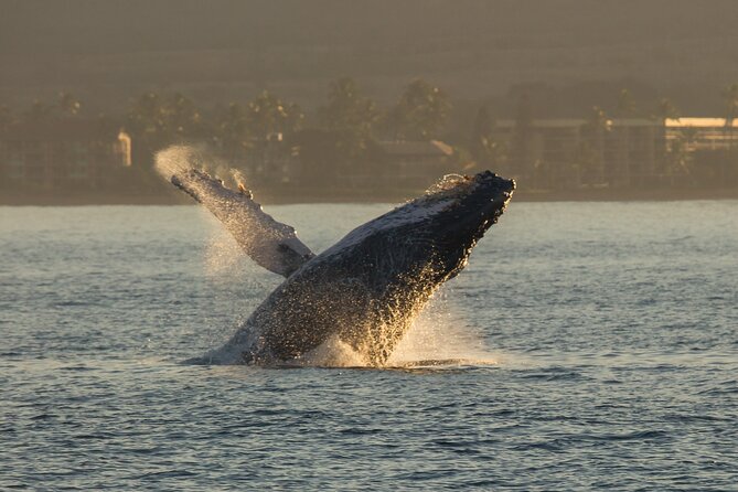 Deluxe Whale Watching Sail on Maui - Lunch and drinks: the value move (and the timing caveat)