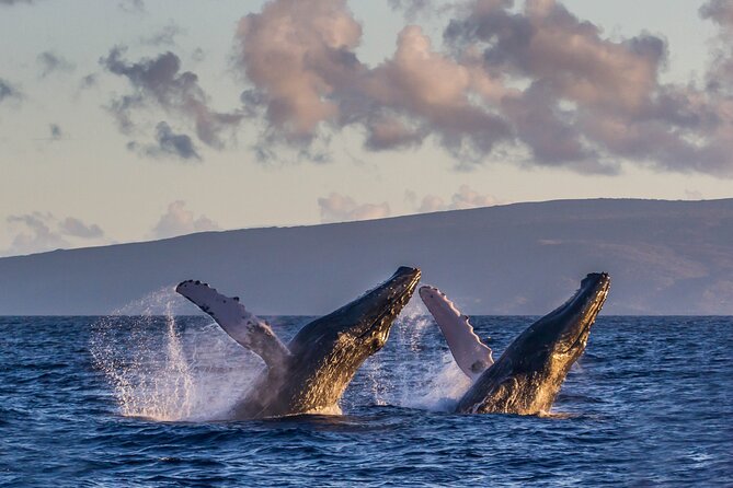 Deluxe Whale Watching Sail on Maui - What the best days feel like (based on real departure patterns)