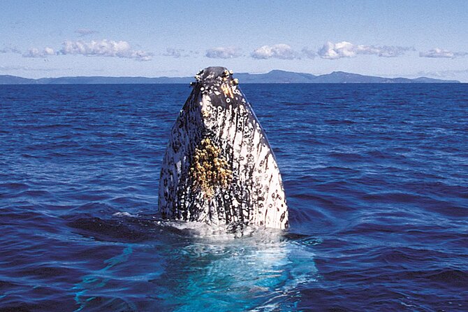 Deluxe Whale Watching Sail on Maui - Practicalities that help you have a smoother sail