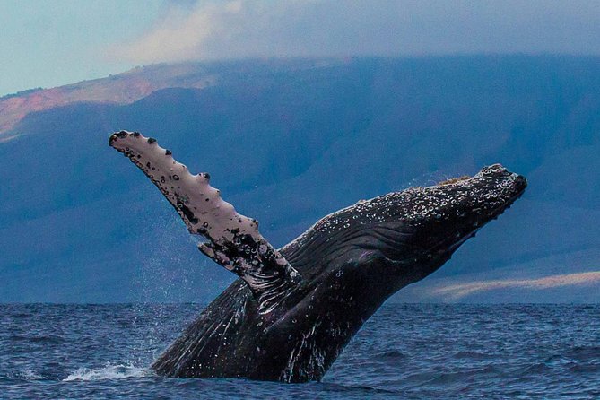 Deluxe Whale Watching Sail on Maui - The search for humpbacks: what to watch for during the 2.5 hours
