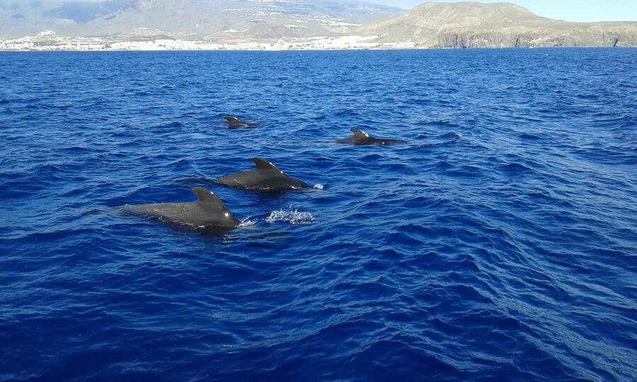 Discover whales in Tenerife: exclusive yacht tour with swim and lunch - The Swim Stop: Crystal Water and a Proper Reset