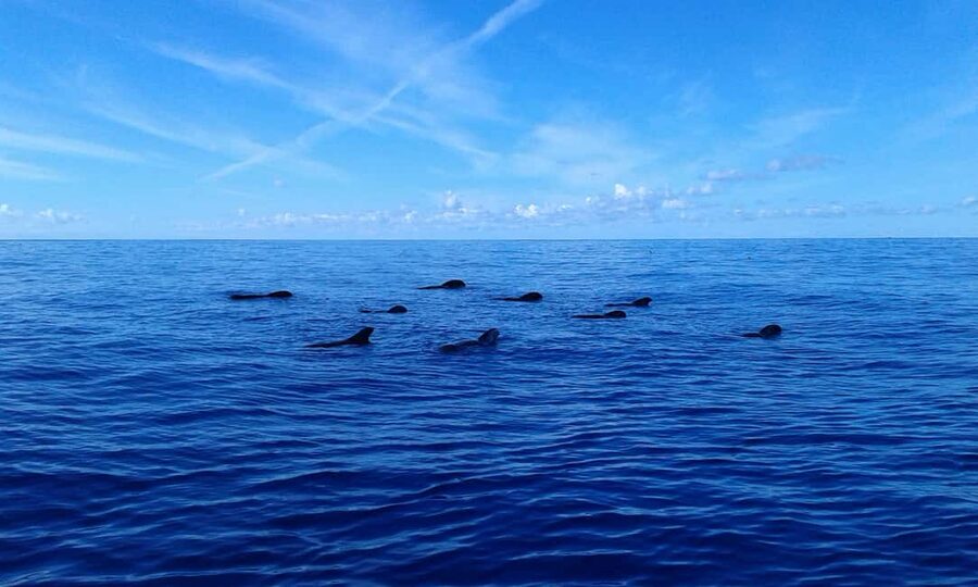 Discover whales in Tenerife: exclusive yacht tour with swim and lunch - Who Should Book This Yacht Tour in Tenerife