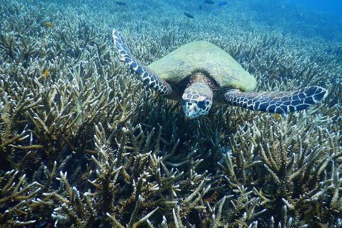 Diving Tour for Certified Divers: Sail Rock or Koh Tao - Key highlights I’d plan around