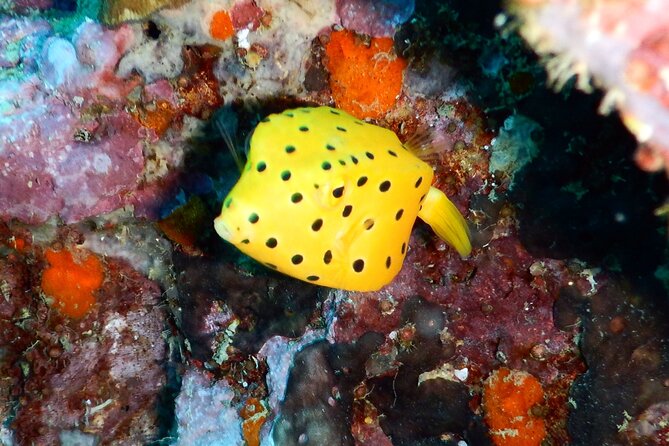 Diving Tour for Certified Divers: Sail Rock or Koh Tao - Why this Koh Samui to Koh Tao or Sail Rock day feels personal
