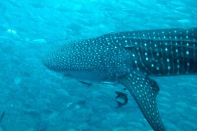 Diving Tour for Certified Divers: Sail Rock or Koh Tao - Price and what you actually get for $166.24