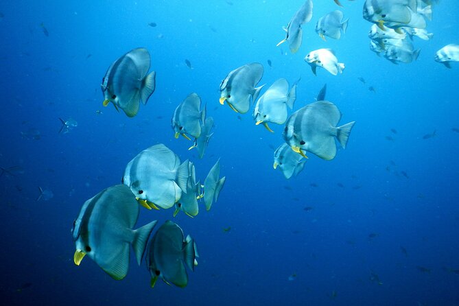 Diving Tour for Certified Divers: Sail Rock or Koh Tao - Getting geared up: the academy stop and your briefing flow