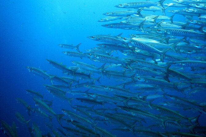 Diving Tour for Certified Divers: Sail Rock or Koh Tao - What your day feels like: from briefing to buffet lunch