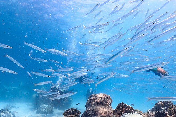 Diving Tour for Certified Divers: Sail Rock or Koh Tao - Small details that make or break the experience