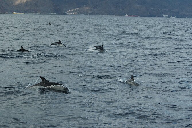 Dolphin and Whale Sailing Tour in Los Gigantes - Los Gigantes from the water: why this style beats a big-boat day