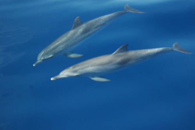 Dolphin and Whale Sailing Tour in Los Gigantes - Money and value: why $84.69 can work (or not) for your travel style