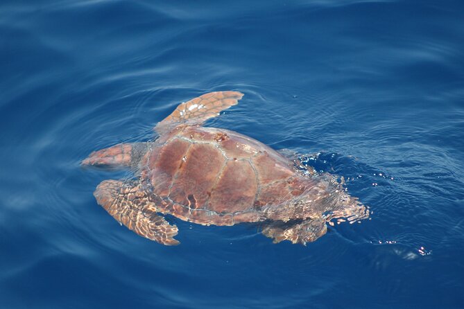 Dolphin and Whale Sailing Tour in Los Gigantes - Getting there at Los Gigantes: the MPC Yacht Charter meeting point
