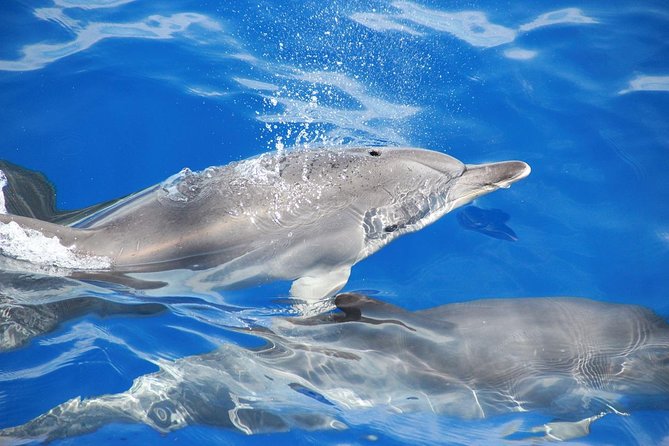 Dolphin and Whale Watching Catamaran Cruise from Funchal - Onboard comfort, bar, and motion tips when the sea gets choppy
