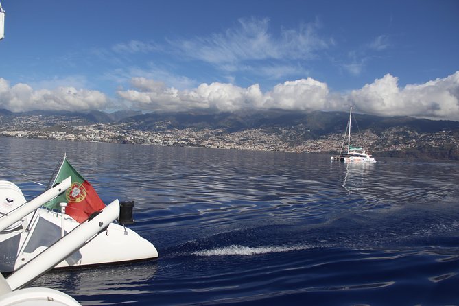 Dolphin and Whale Watching Catamaran Cruise from Funchal - Should you book the Dolphin and Whale Watching Catamaran Cruise from Funchal?