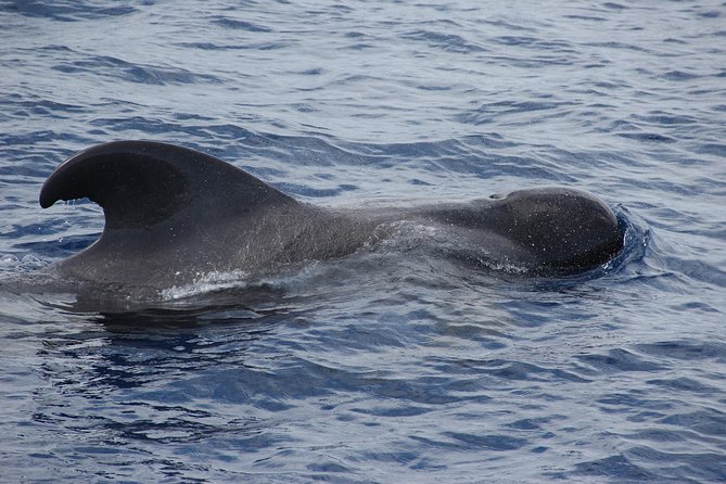 Dolphin and Whale Watching Catamaran Cruise from Funchal - FAQ