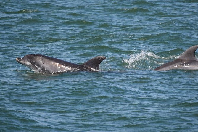 Dolphin Sightseeing on the Privateer Catamaran - Route Reality: Grand Lagoon, St. Andrews Bay, Shell Island, and the Gulf
