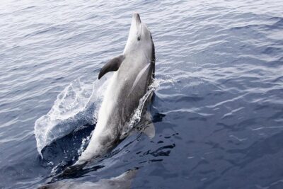 Dolphin Sightseeing on the Privateer Catamaran - The Dolphin Part: Excitement, But No Guarantees