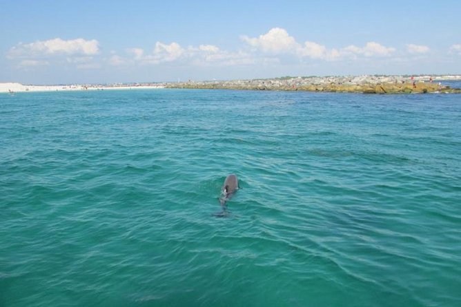 Dolphin Sightseeing on the Privateer Catamaran - What People Consistently Love About This Cruise